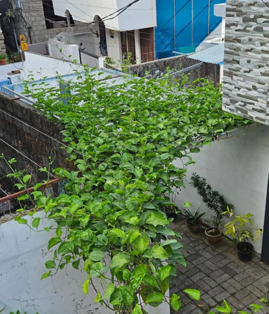 Guest house Garden Of Dreams Home Stay Kochi India